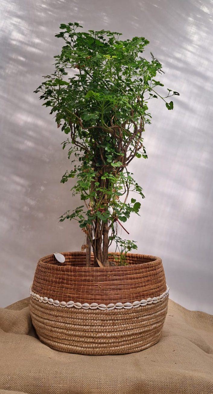 Kauri Planter